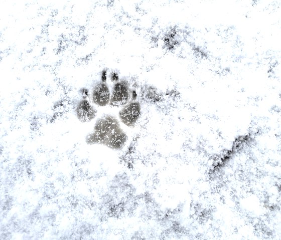 Adventsabenteuer 2, © Maren Dönhoff