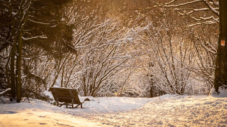 Eine ruhige Schneelandschaft mit einem Holzbank in der Mitte. Die Bäume sind mit Schnee bedeckt und das Licht ist warm und golden.