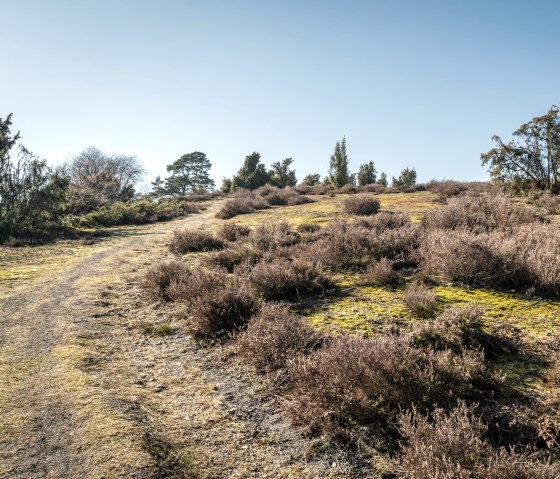 Wandelpad Traumpfad Wacholderweg, © Eifel Tourismus GmbH, D. Ketz