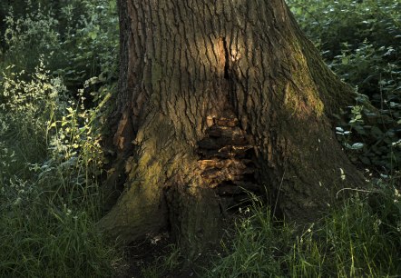 Tree with mushroom, &copy; Kappest/Vulkanregion Laacher See