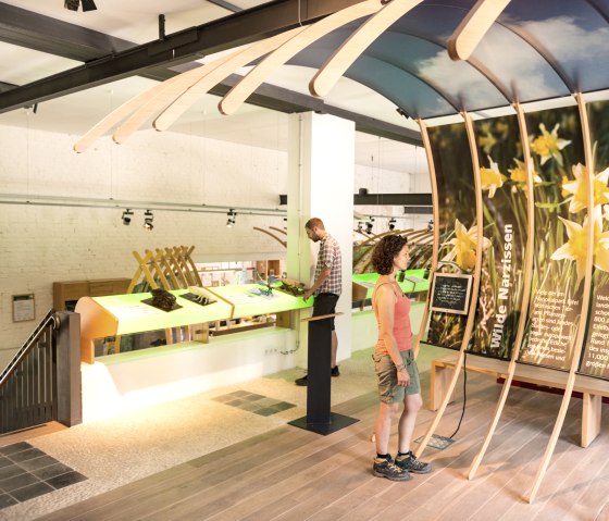 Tentoonstelling van wilde narcissen in de toegangspoort van het Nationaal Park Höfen op de Eifelsteig, © Eifel Tourismus/D. Ketz