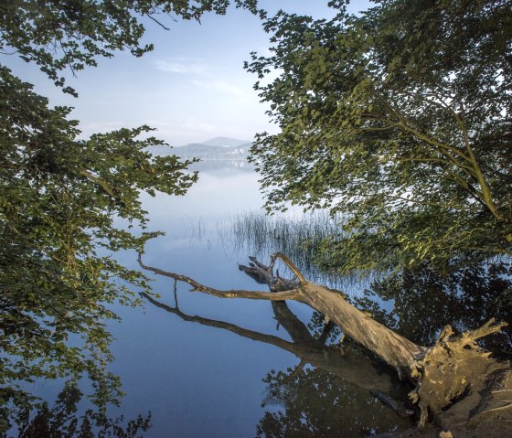 Tree in Lake Laach, © Kappest/Vulkanregion Laacher See