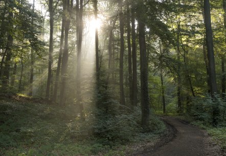 Cache Laachus am Keltischen Baumkreis, &copy; Kappest/Vulkanregion Laacher See
